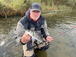 European Bass (Seabass)