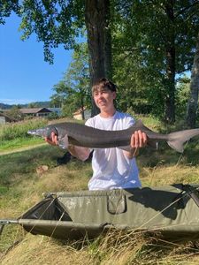 Sturgeon