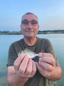 Gilthead Seabream