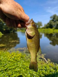 Largemouth Bass