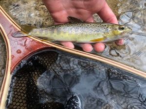 Brown Trout