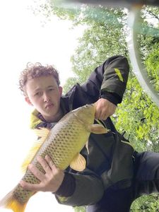 Common Carp