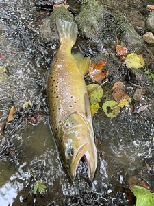 Brown Trout