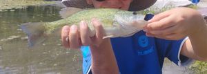 Smallmouth Bass