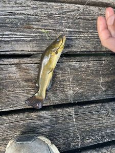 Black Bullhead