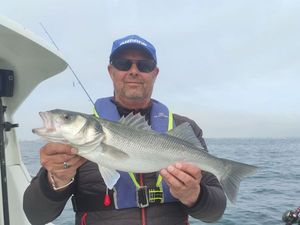European Bass (Seabass)