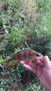 European Perch