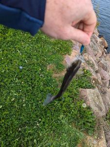 European Bass (Seabass)