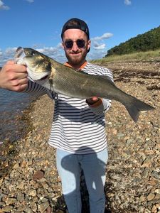 European Bass (Seabass)