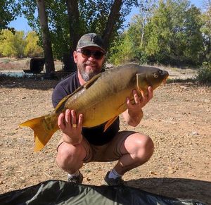 Mirror Carp