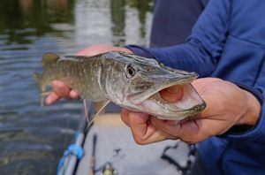 Northern Pike