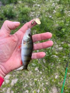 European Perch