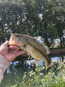 Largemouth Bass