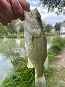 Smallmouth Bass
