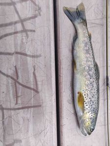 Brown Trout