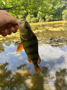 European Perch
