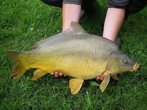 Common Carp