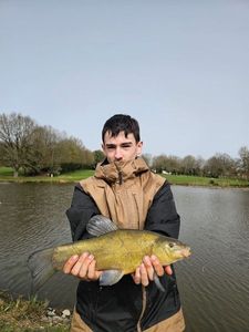 Tench
