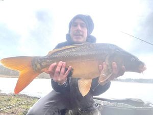 Mirror Carp