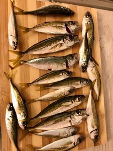 Atlantic Horse Mackerel