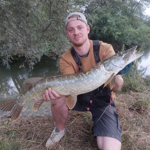 Northern Pike