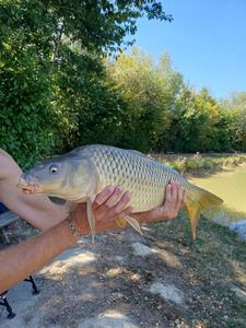 Mirror Carp