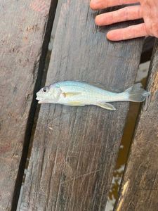 South American Silver Croaker