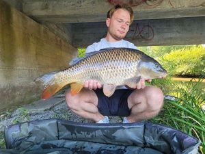 Common Carp