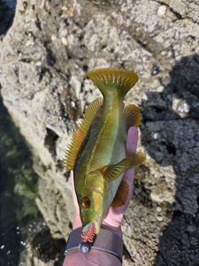 Ballan Wrasse