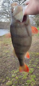 European Perch