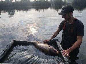 Common Carp