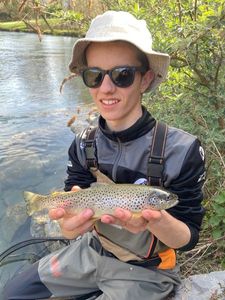 Brown Trout