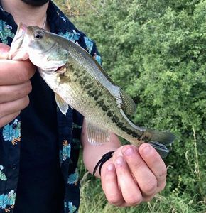 Largemouth Bass