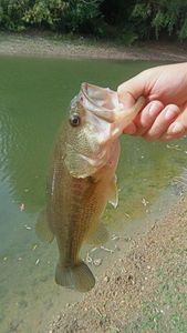 Largemouth Bass
