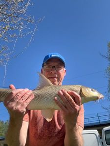 Barbel
