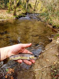 Brown Trout