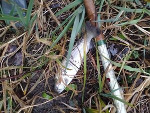 Rainbow Trout