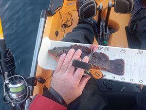 Ballan Wrasse
