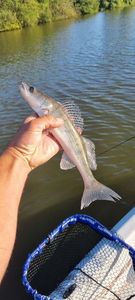 Zander