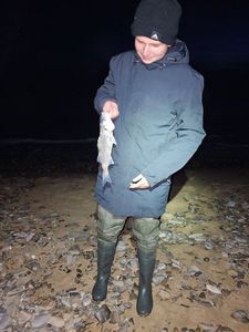 European Bass (Seabass)