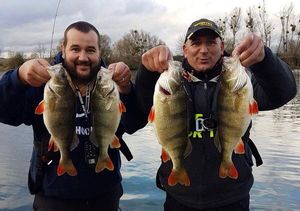 European Perch