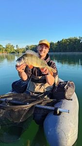 European Perch