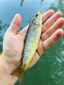 Brown Trout