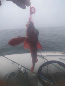 Red Gurnard