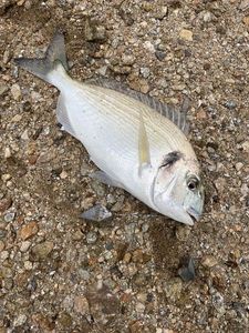 Gilthead Seabream