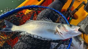 European Bass (Seabass)