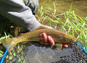 Brown Trout