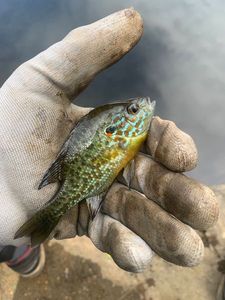 Green Sunfish
