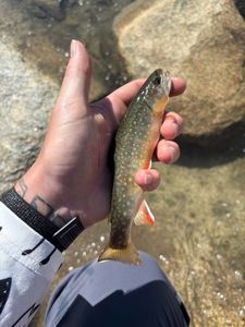 Brook Trout