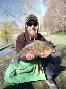 Prussian Carp